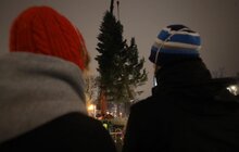 Фото 10: До Львова привезли головну ялинку міста