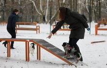 Фото 7: У Львові облаштували ще один тренувально-вигульний майданчик для собак