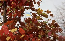 Фото 6: На проспекті Свободи висадили понад 20 кленів-яворів (відео)