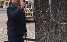 Фото 10: Минув перший рік роботи міських садівників у Львові