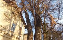 Фото 3: Ще 11 дерев у місті визнали особливо цінними