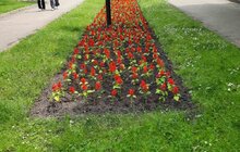 Фото 2: Тагетис, бегонія, сальвія, агератум: у Личаківському районі облаштували квіткові клумби