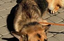 Фото 11: 50 собак і 17 котів чекають на своїх господарів у ЛКП «Лев»