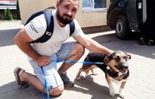 Фото 6: 11 собак та кота з ЛКП «Лев» прилаштували за 2 тижні