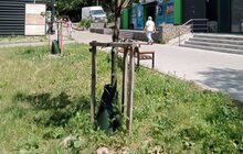 Фото 4: У Львові встановили понад 500 поливальних мішків для дерев