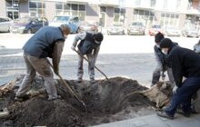 Фото 8: 432 дерева за 7 днів: весняний Львів озеленюють