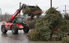 Фото 2: На міській станції компостування переробляють використані новорічні ялинки