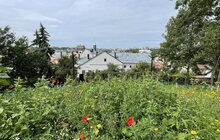 Фото 8: У Львові продовжують цвісти галявини з різнотрав’ям: де можна побачити