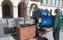 Фото 3: На вул. Л. Українки відремонтували тротуар та висаджують клени