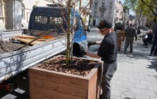 Фото 22: На вул. Л. Українки відремонтували тротуар та висаджують клени