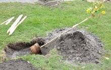 Фото 1: У Сихівському районі стартувала масштабна осіння висадка дерев