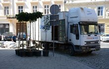 Фото 1: На пл. Катедральній висадили 10 кулястих кленів у горщиках 