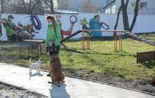 Фото 12: ЛКП «Лев» облаштувало тренувально-вигульний майданчик на вул. Промисловій