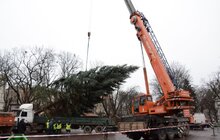 Фото 15: У Львові встановили головну новорічну ялинку: за тиждень її урочисто відкриють