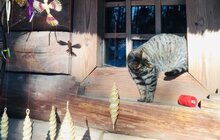 Фото 9: У Музеї народної архітектури і побуту стартувало традиційне «Різдво в Гаю»