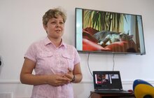Фото 1: Львів перший у світі підрахував вуличних котів