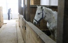 Фото 15: У мерії розглядають можливості комплексного розвитку парку «Знесіння» і Домівки врятованих тварин