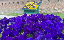 Фото 7: Квітковий годинник на площі Митній вже у синьо-жовтих квітах