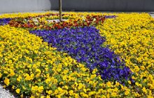 Фото 33: У Львові висаджують квіткові композиції