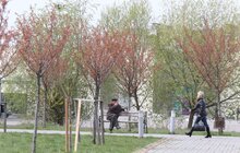Фото 3: У Львові висадили 20 сакур, які місту подарувало Посольство Японії