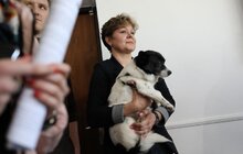 Фото 1: Розпочав роботу перший у Західній Україні банк крові для тварин: унікальний проект ЛКП «Лев» та партнерів