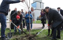 Фото 17: У Львові висадили 20 сакур, які місту подарувало Посольство Японії