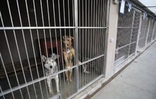 Фото 9: Розпочав роботу перший у Західній Україні банк крові для тварин: унікальний проект ЛКП «Лев» та партнерів