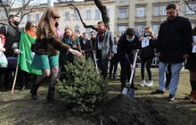 Фото 19: В рамках міжнародного проєкту «Озеленення планети» на площі Соборній висадили перші дерева