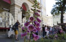 Фото 3: На площі Ринок стартував другий сезон Львівського фермерського ярмарку