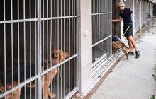 Фото 5: Ветеран без руки щодня вигулює 60 собак з ЛКП «Лев» (відео)