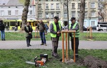 Фото 2: У сквері біля цирку висадили алею пам’яті загиблих героїв