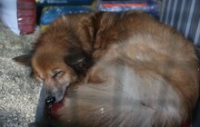 Фото 4: 72 собаки та 96 котів: волонтери Домівки врятованих тварин евакуювали хвостатих із Херсона (відео)