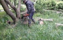 Фото 3: Сильний вітер повалив у місті 3 дерева