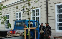 Фото 2: У Львові висаджують 33 дерева, закуплені коштом благодійників