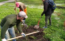 Фото 3: У Львові висаджують 33 дерева, закуплені коштом благодійників