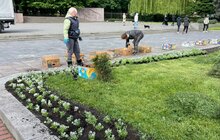 Фото 3: Клумбу перед головним корпусом ЛНУ ім. І.Франка засадили рослинами, що утворять квітучий килим: цього року висадили 1500 алісумів