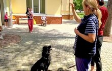 Фото 3: 11 собак та кота з ЛКП «Лев» прилаштували за 2 тижні