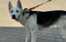 Фото 2: 50 собак і 17 котів чекають на своїх господарів у ЛКП «Лев»