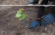 Фото 13: Сьогодні в одному із парків Львова висадили понад 400 дерев