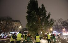 Фото 11: До Львова привезли головну ялинку міста