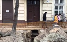 Фото 12: «В підсумку, дерев стане більше, а заміні підлягає трохи більше 40% озеленення вулиці», — О. Сладкова про роботи на вул. Пекарській