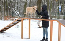 Фото 12: У Львові облаштували ще один тренувально-вигульний майданчик для собак