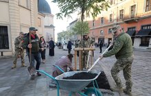 Фото 5: Замість поваленої буревієм тополі – 7 робіній: на площі Катедральній висадили нові дерева