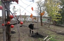 Фото 23: У Львові висадили 96 іменних дерев, присвячених загиблим Героям