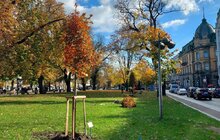 Фото 3: Липи, клени та гіркокаштани: у Львові висадять майже тисячу дерев та понад 6 тисяч кущів