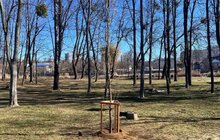 Фото 3: У львівських парках висадили сотню дерев та кущів