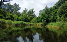 Фото 5: 15 кубічних метрів водних рослин та намулу: у парку «Знесіння» чистять ставок