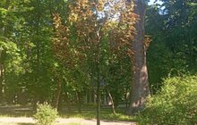 Фото 3: Щоб вберегти молоді дерева від спеки: працівники комунальних підприємств Львова встановлюють спеціальні мішки для поливу
