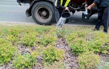 Фото 7: Щоб вберегти молоді дерева від спеки: працівники комунальних підприємств Львова встановлюють спеціальні мішки для поливу