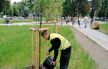 Фото 8: Щоб вберегти молоді дерева від спеки: працівники комунальних підприємств Львова встановлюють спеціальні мішки для поливу